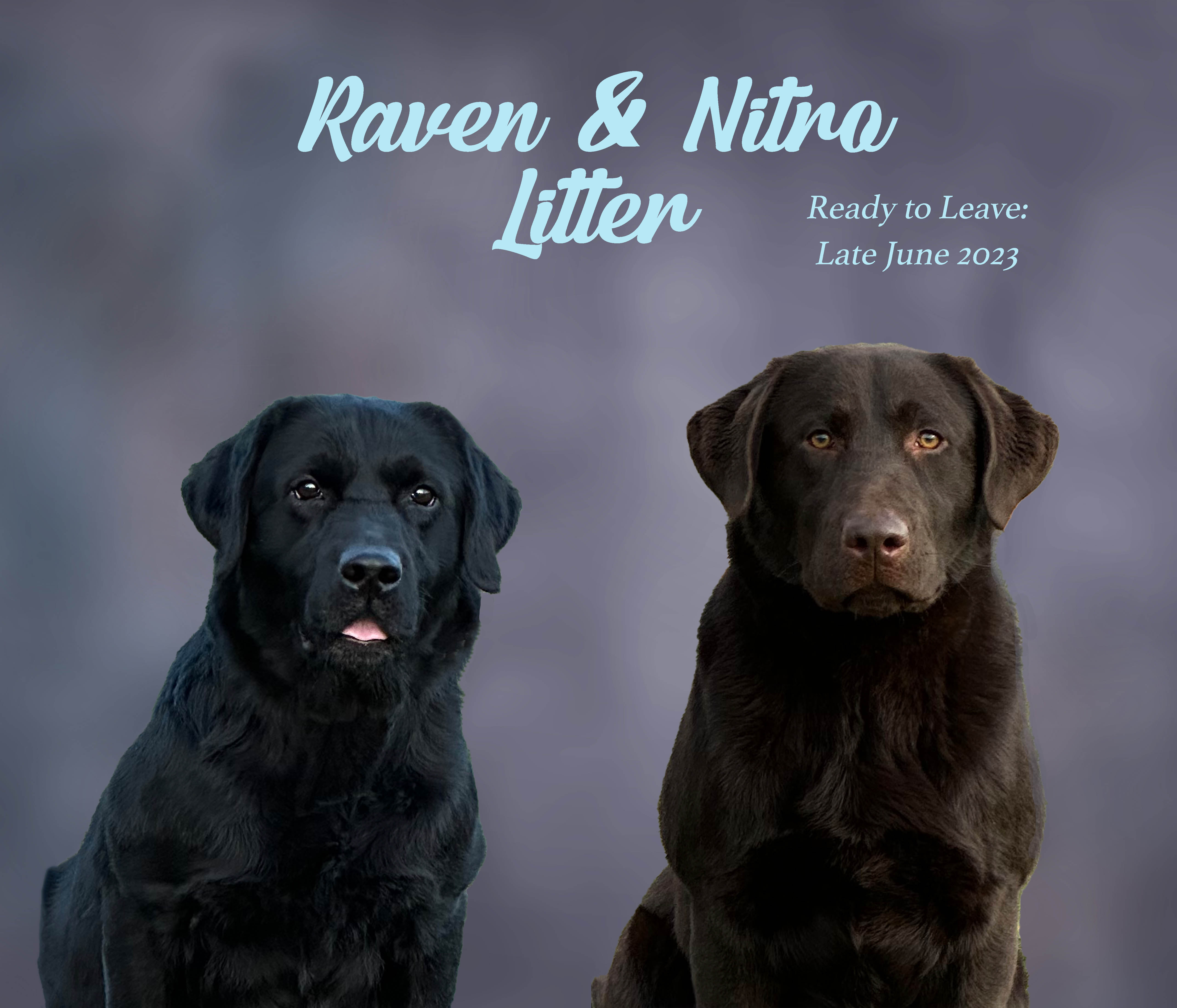 raven_nitro small[16006]