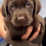 chocolate female-AVAILABLE