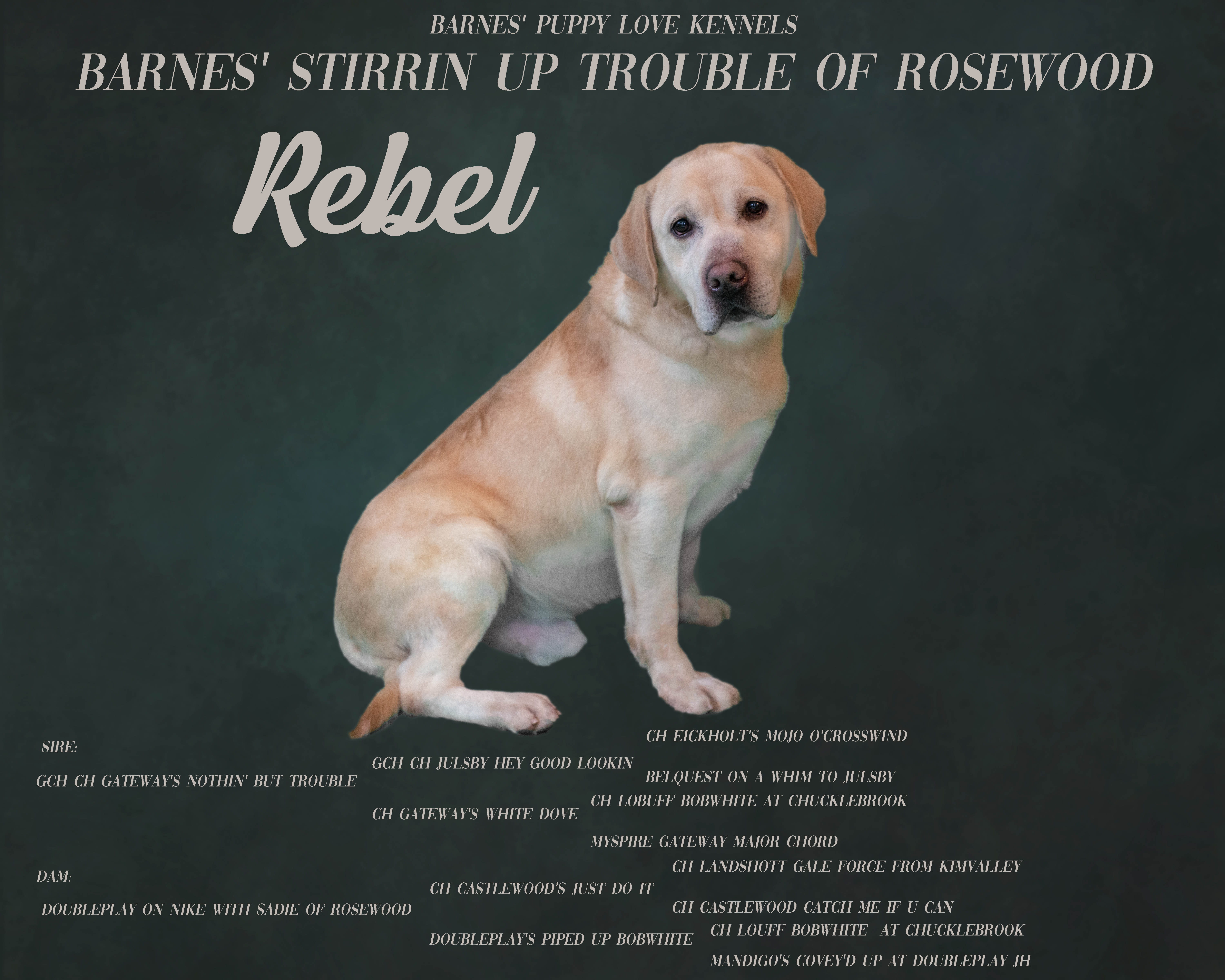 rebel_with pedigree small[15948]