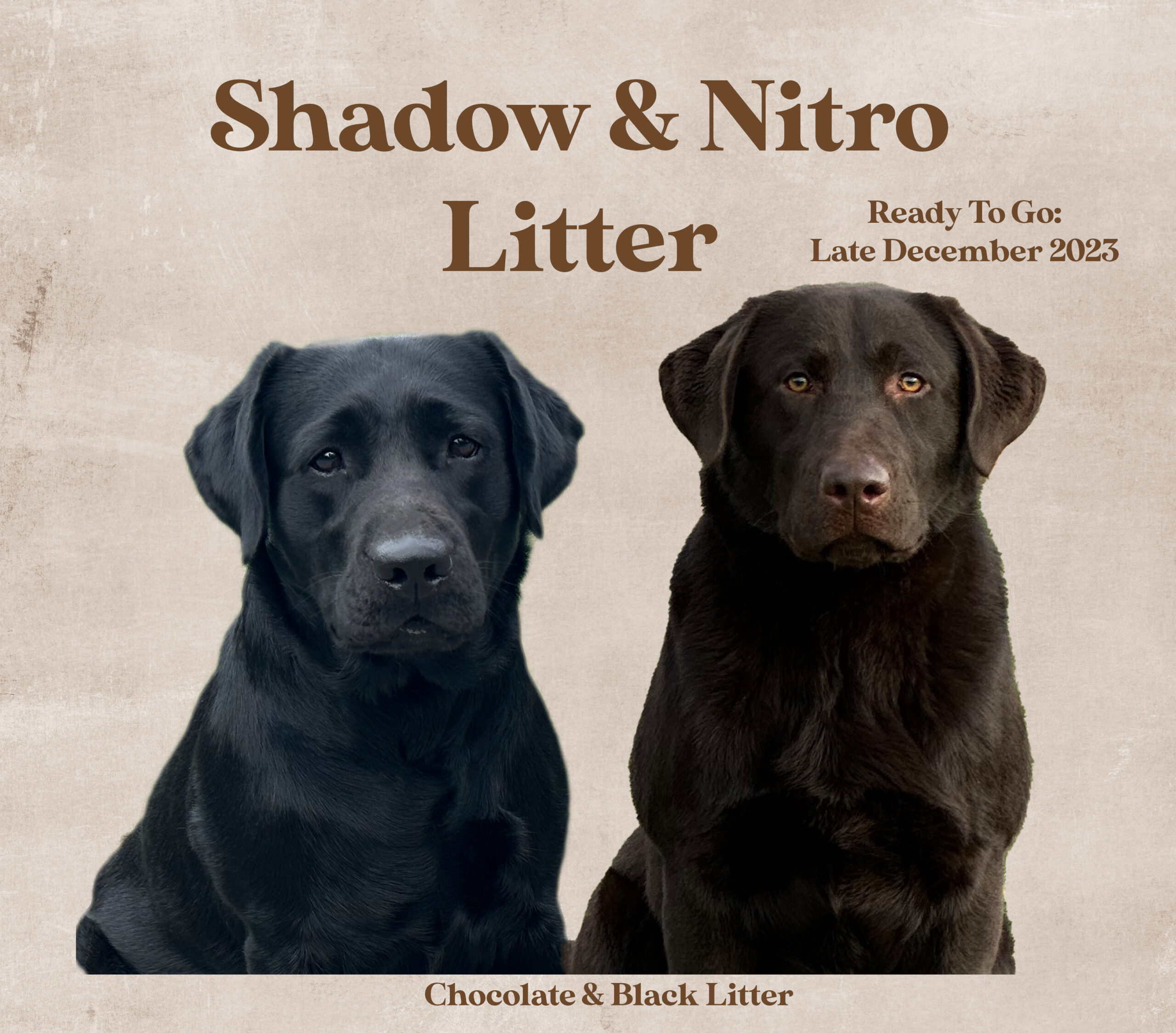 shadow nitro december 2023