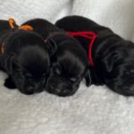 Black Females 1 AVAILABLE