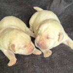 males 1 AVAILABLE