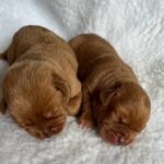 Males 1 AVAILABLE