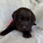 Chocolate female AVAILABLE