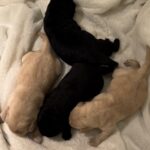 Storm-Helix current pups 5-22-25