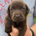 yellow female 6-19-25