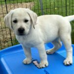 pink ribbon 7-18-25 SOLD