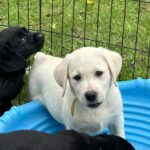 yellow ribbon 7-18-25 Available