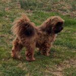 Alfie4-15-25