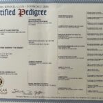 Alfiepedigree