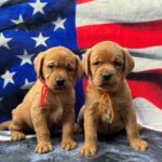 Bode pups