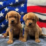 Bode pups