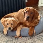 Bode pups