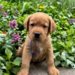 Cherry pup