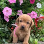 Cherry pup