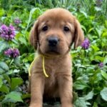 Cherry pup