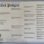 Louiepedigree