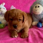 RayChipbluemale6wk3-15-23