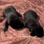 Current females sold