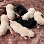 Current litter All sold