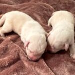 Current females SOLD
