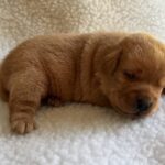 AnnieTrustymale5-25-23
