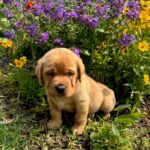 AnnieTrustymale6-23