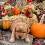 AnnieTrustyorangefem10-30-22