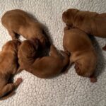 Females 1 AVAILABLE