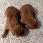 Males SOLD