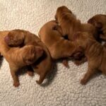 Litter 9-26-25