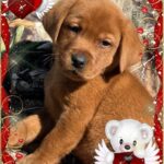 PebblesChipmale8wk2-1-25