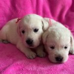 current females sold 9-5-25