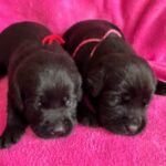 current females 1 AVAILABLE 9-5-25