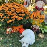 blue ribbon male 9-18-25