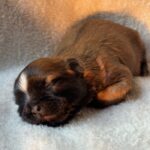 current AVAILABLE male 9-13-25