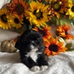 SOLD Female 10-25-25