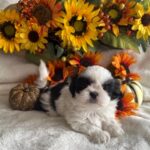 AVAILABLE Male 10-25-25