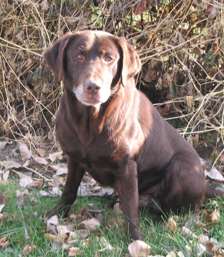 Gauge7yr11-10-08