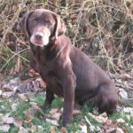 Gauge7yrs11-10-08