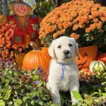 blue ribbon male 10-4-25