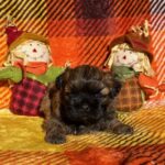 Male SOLD pic taken 9-1-25
