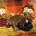 Male AVAILABLE pic taken 9-1-25
