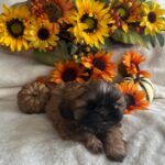 AVAILABLE MALE 10-25-25