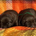 Males picture taken 11-5-25