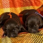 Females picture taken 11-5-25