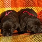 Females picture taken 11-5-25