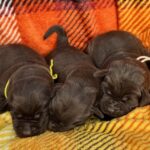 Females picture taken 11-5-25